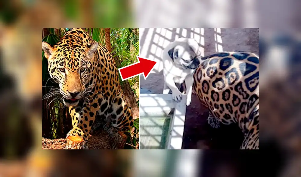 Facebook viral: terror por audaz perro que ingresa a jaula de jaguar enfurecido en México [VIDEO]