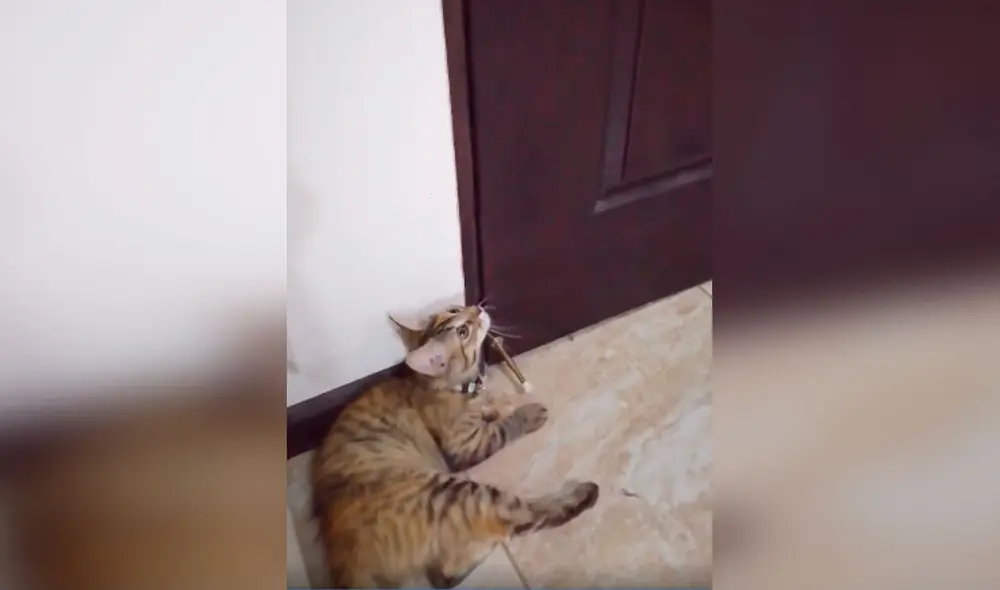 Desliza las imágenes para conocer la acción de una gatita al tratar de persuadir a su dueña para ir a la calle. Foto: captura de Facebook