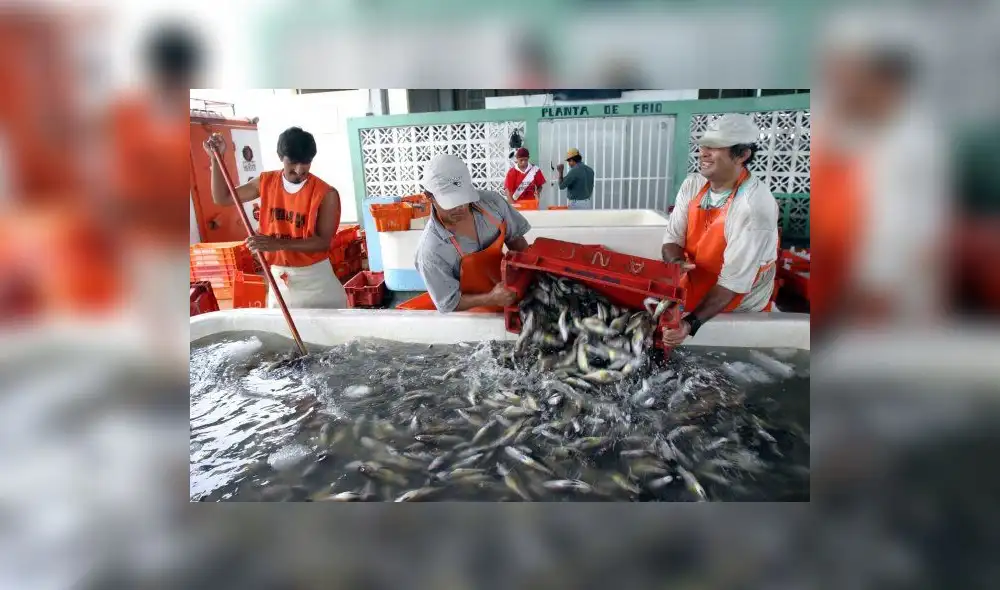 SNI: "se debe estimar biomasa de la pota y desterrar a piratas"