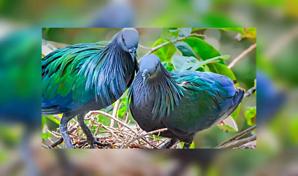 YouTube viral: conoce las siete palomas más extrañas del mundo