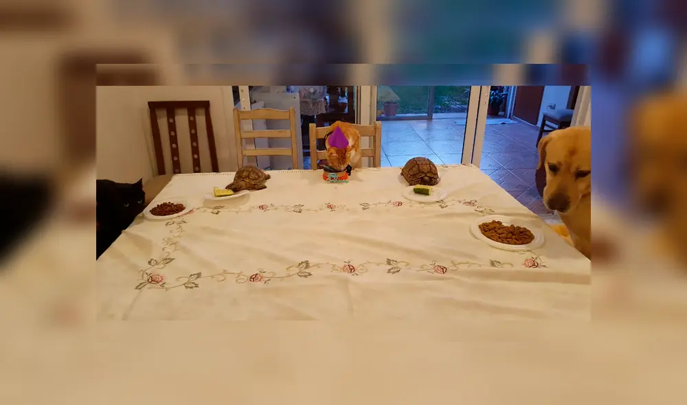 Desliza a la izquierda para verla fiesta que ha conquistado a los usuarios de Facebook. Foto: Twitter. Desliza a la izquierda para verla fiesta que ha conquistado a los usuarios de Facebook. Foto: Twitter.