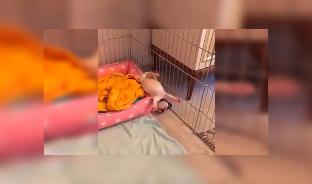 En Facebook, un chico se llevó tremendo susto al imaginar que su cachorro recién adoptado había ‘muerto’. En Facebook, un chico se llevó tremendo susto al imaginar que su cachorro recién adoptado había ‘muerto’.