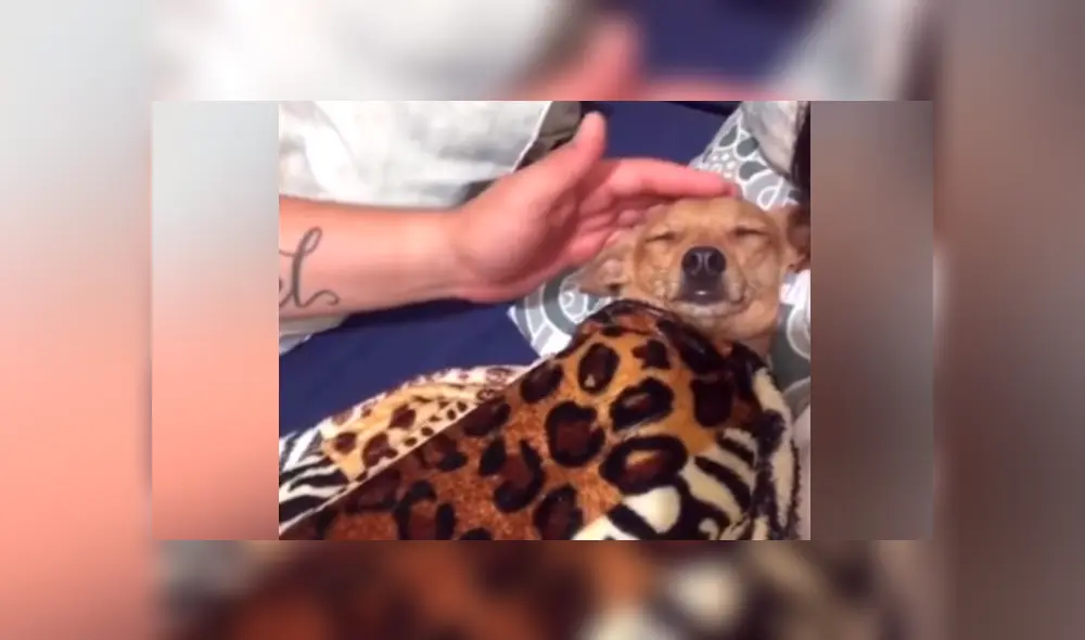 En Facebook, un joven fue captado en una amorosa escena al lado de un perro que rechazó para adoptarlo. En Facebook, un joven fue captado en una amorosa escena al lado de un perro que rechazó para adoptarlo.