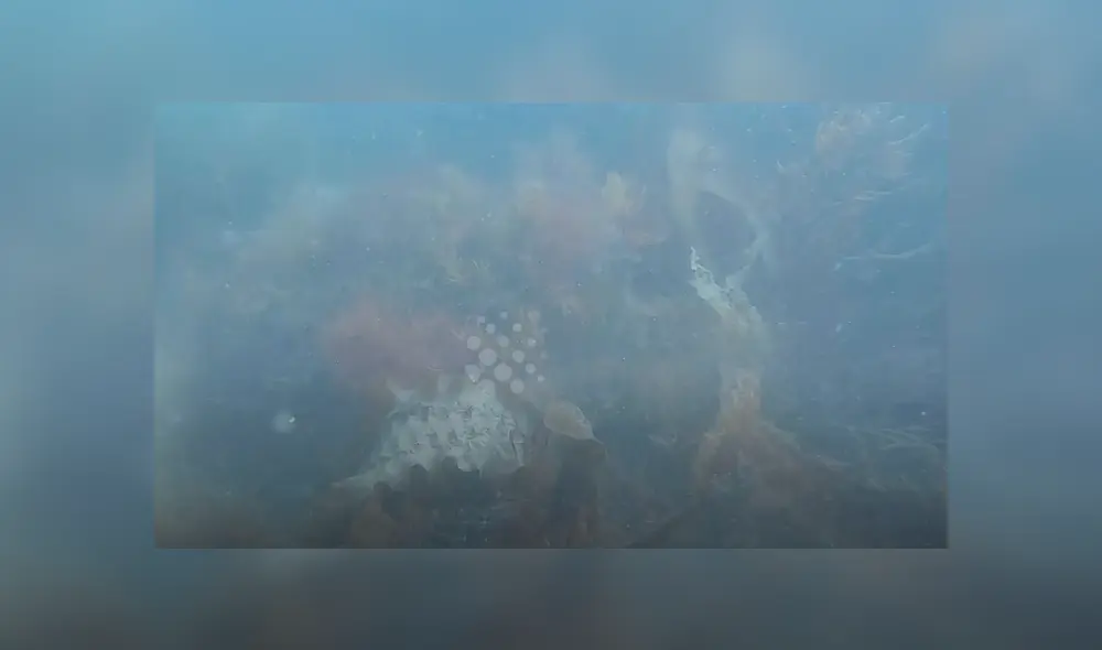 Intrépida anciana que buceaba en las profundidades del mar rescató a un tiburón. Intrépida anciana que buceaba en las profundidades del mar rescató a un tiburón.