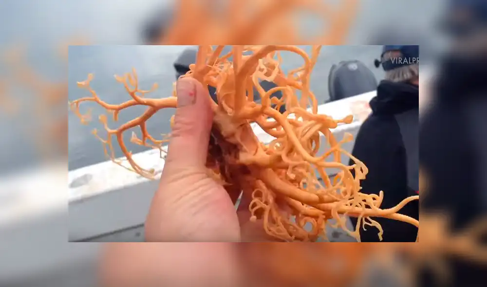 Hombre atrapa a misteriosa criatura del mar y queda aterrado al ver que tiene decenas de ‘brazos’ [VIDEO] 