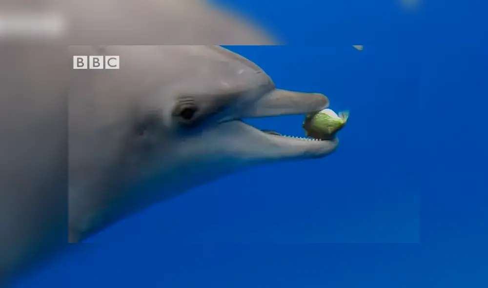 Unos delfines descubrieron el efecto narcótico que produce un venenoso pez globo y empezaron a jugar con él a ‘atraparlo’. Foto: BBC