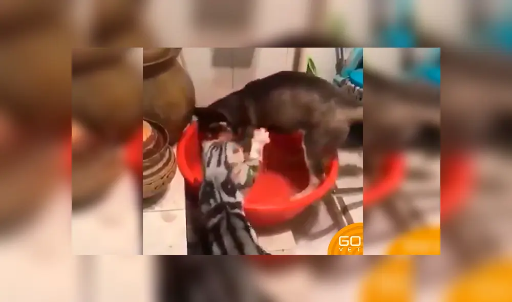 En Facebook, un perro fue captado en el momento que realizaba una travesura y obtuvo el ‘regaño’ de una gata’. En Facebook, un perro fue captado en el momento que realizaba una travesura y obtuvo el ‘regaño’ de una gata’.
