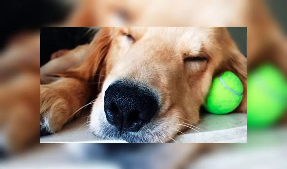 La historia de Hachi