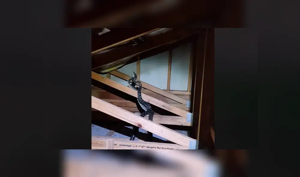 Un residente de Australia encontró a dos enormes serpiente peleando brutalmente dentro de su vivienda. Un residente de Australia encontró a dos enormes serpiente peleando brutalmente dentro de su vivienda.
