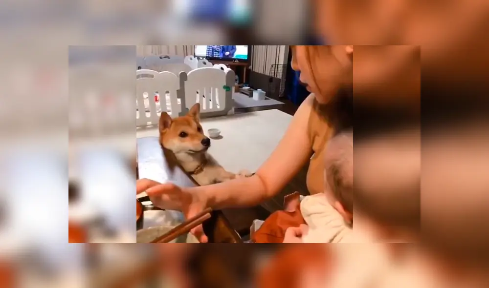 Vía YouTube. Mujer intentaba darle de comer a su bebé, pero su mascota se lo impedía con un peculiar comportamiento para buscar su atención