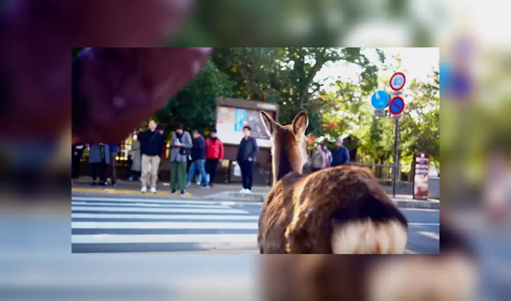 Usuarios de YouTube calificaron la peculiar conducta del animal como un claro ejemplo de “responsabilidad” y respeto por las señales de tránsito Usuarios de YouTube calificaron la peculiar conducta del animal como un claro ejemplo de “responsabilidad” y respeto por las señales de tránsito