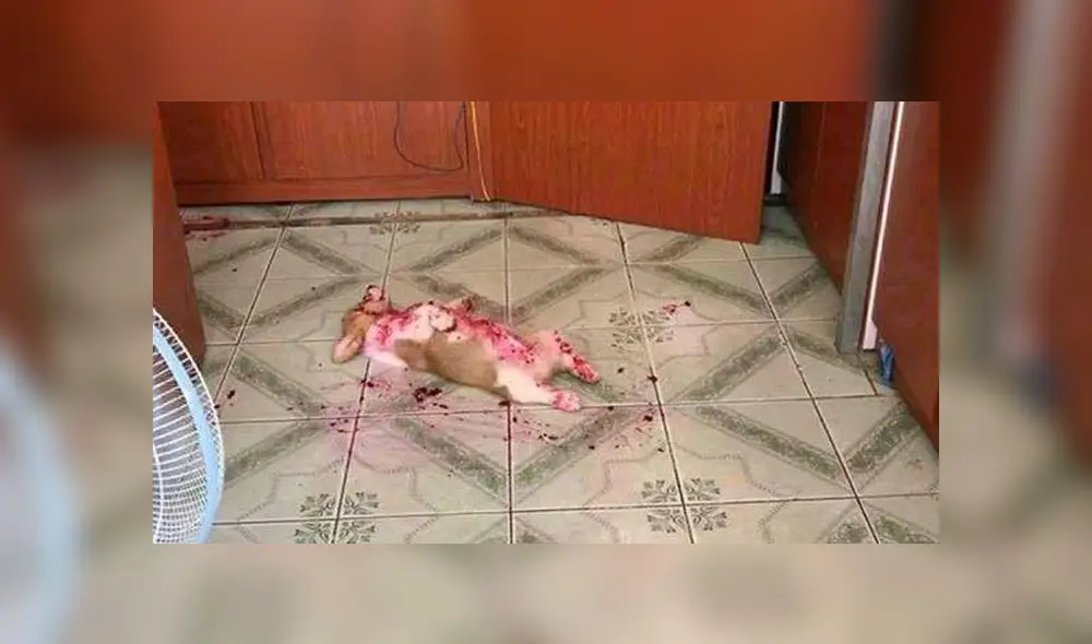 A través de Facebook se hizo viral la historia de esta mujer, quien creyó que su perro estaba herido. A través de Facebook se hizo viral la historia de esta mujer, quien creyó que su perro estaba herido.