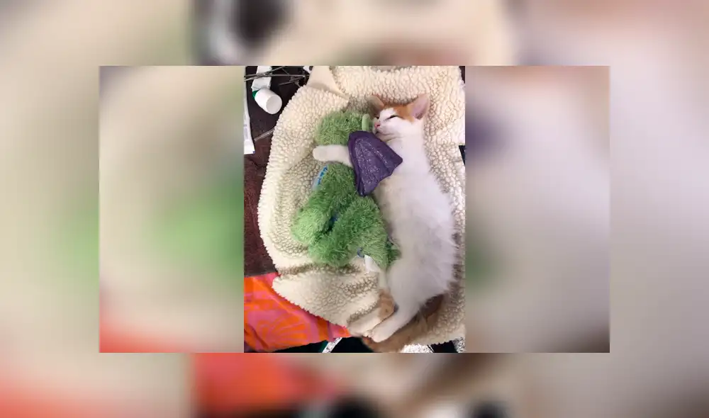 Desliza las imágenes para conocer la conmovedora historia de un gato bebé que visitó al veterinario con su peluche. Foto: Captura. Desliza las imágenes para conocer la conmovedora historia de un gato bebé que visitó al veterinario con su peluche. Foto: Captura.