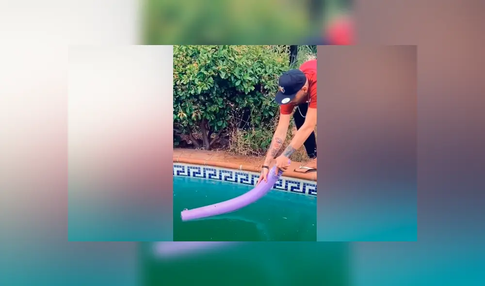 Desliza las imágenes para ver el dramático rescate que hizo un joven a un ratón que se estaba ahogando en una piscina. Foto: Mag Demon/TikTok Desliza las imágenes para ver el dramático rescate que hizo un joven a un ratón que se estaba ahogando en una piscina. Foto: Mag Demon/TikTok