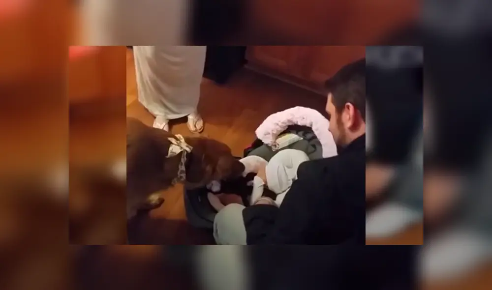 En Facebook, un perro se mostró emocionado al percatarse de la presencia de un bebé recién nacido. En Facebook, un perro se mostró emocionado al percatarse de la presencia de un bebé recién nacido.