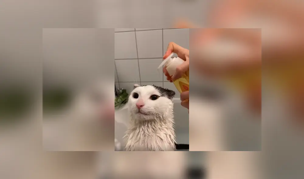 Desliza las imágenes hacia la izquierda para apreciar el inesperado comportamiento de un gato al ser bañado.