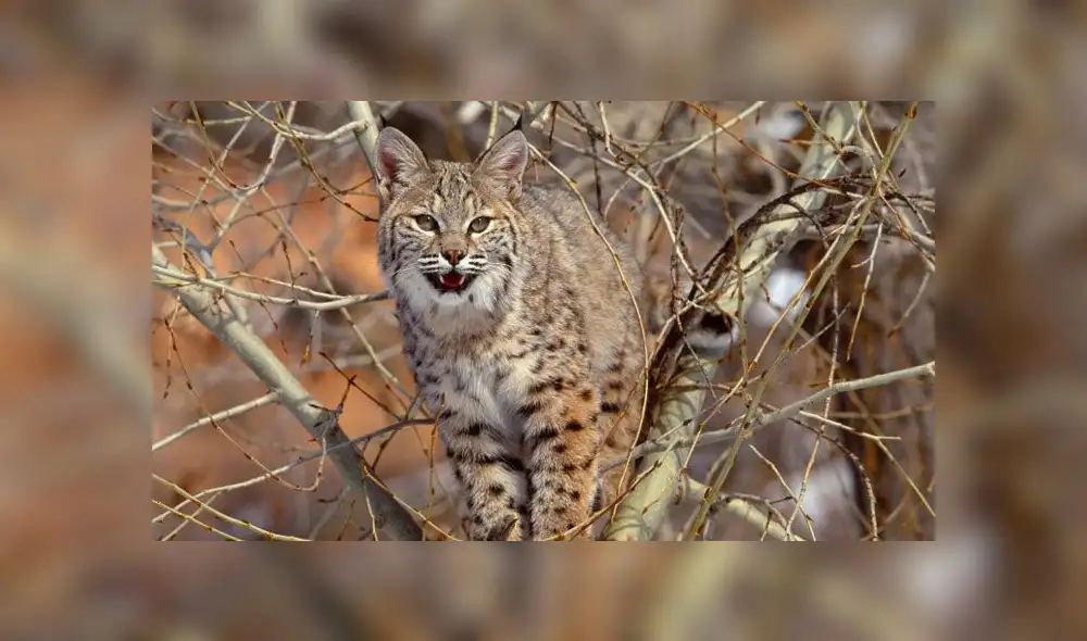 Australia podría matar a dos millones de gatos salvajes en el 2020 Australia podría matar a dos millones de gatos salvajes en el 2020