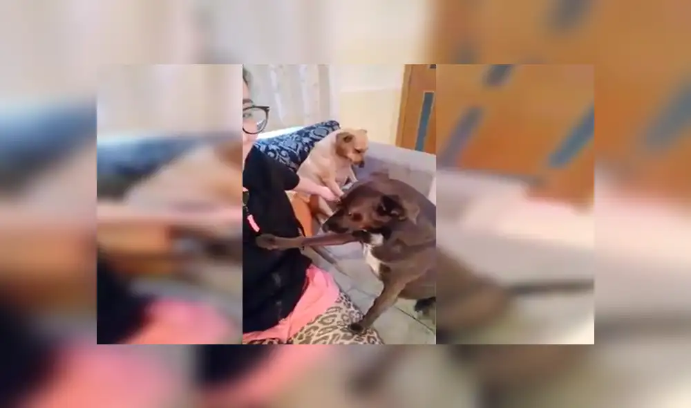 YouTube viral: Perro se pone celoso al ver que su dueña le da cariño a la nueva mascota [VIDEO]