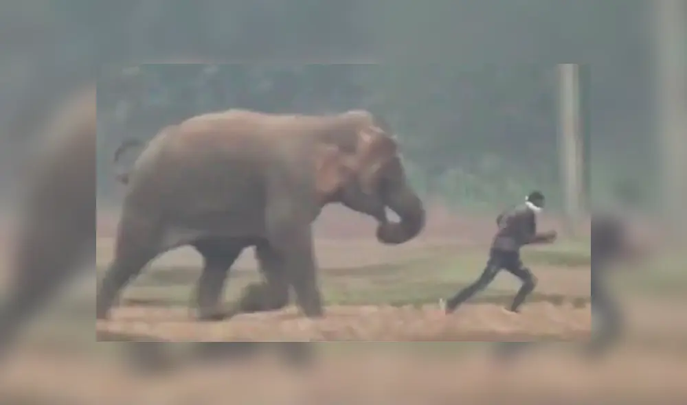 Elefante casi aplasta a un turista que se acercó para tomarse una selfie [VIDEO]