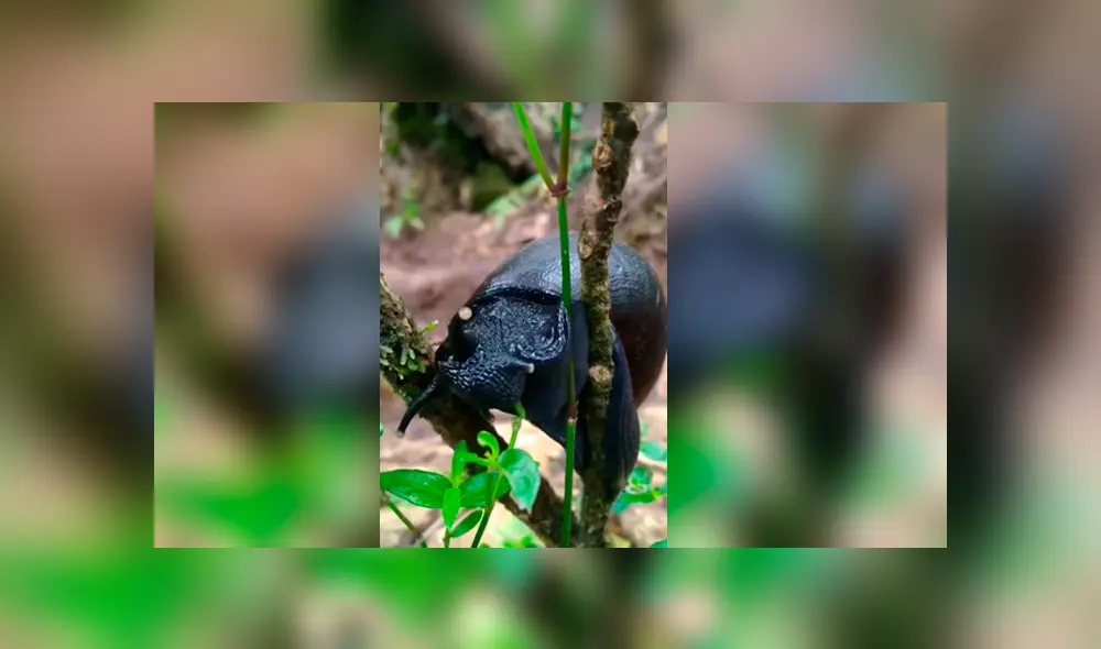 Video es viral en YouTube. Un grupo de alpinistas decidió detener su caminara para observar el comportamiento de extraño caracol negro y quedaron impactados al ver lo que hacía. Foto: Captura.