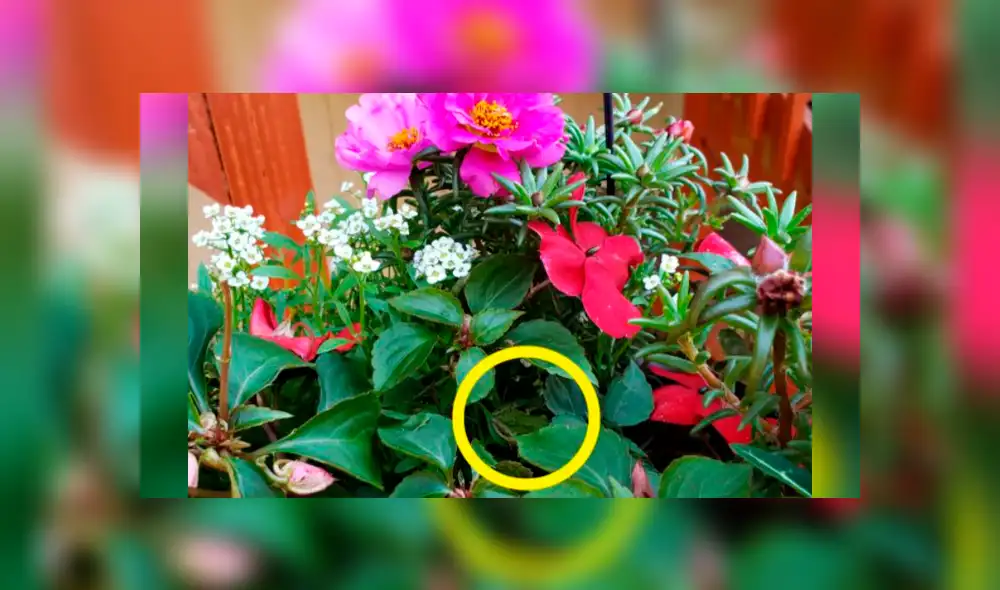 Desliza las imágenes hacia la izquierda para conocer la verdadera respuesta sobre este desafío de Facebook. Foto: La100. Desliza las imágenes hacia la izquierda para conocer la verdadera respuesta sobre este desafío de Facebook. Foto: La100.