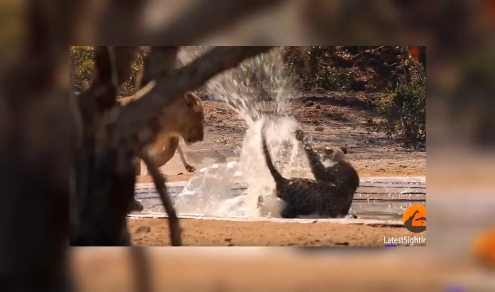 Desliza la imagen de YouTube para ver la brutal embestida que sufrió un leopardo de unas hambrientas leonas. Desliza la imagen de YouTube para ver la brutal embestida que sufrió un leopardo de unas hambrientas leonas.