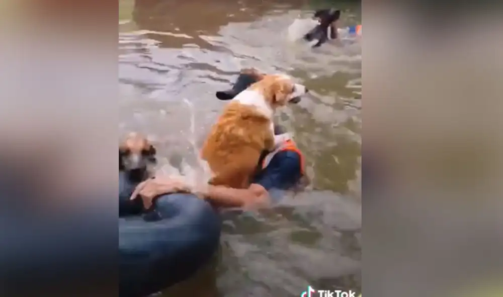 Desliza hacia la izquierda para ver más imágenes de este impresionante rescate a perritos callejeros que fueron abandonados. Foto: captura de TikTok