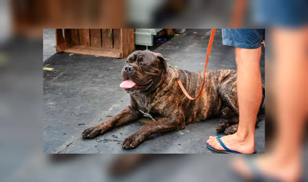 Golpea, apuñala y corta con una motosierra al perro de su tía en venganza por atacar a un niño [FOTOS] 