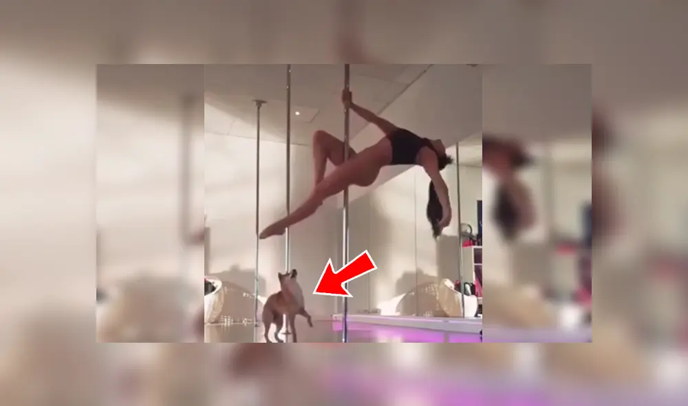 YouTube viral: bella joven hace sexy baile de ‘pole dance’ y su perro le arruina su presentación [VIDEO]