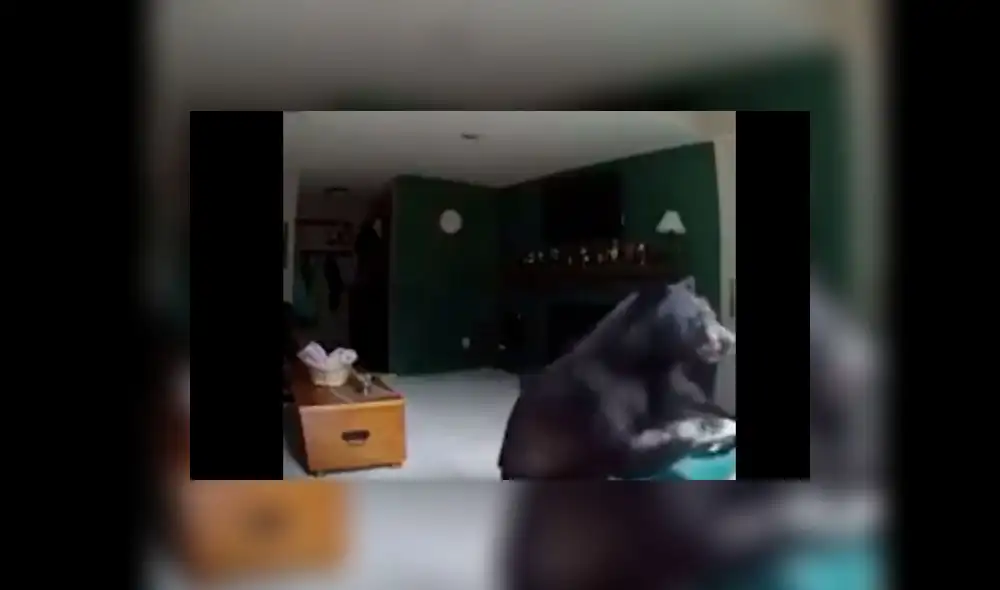YouTube: Oso entra a una casa, toca el piano, la convierte en un desastre y se va 