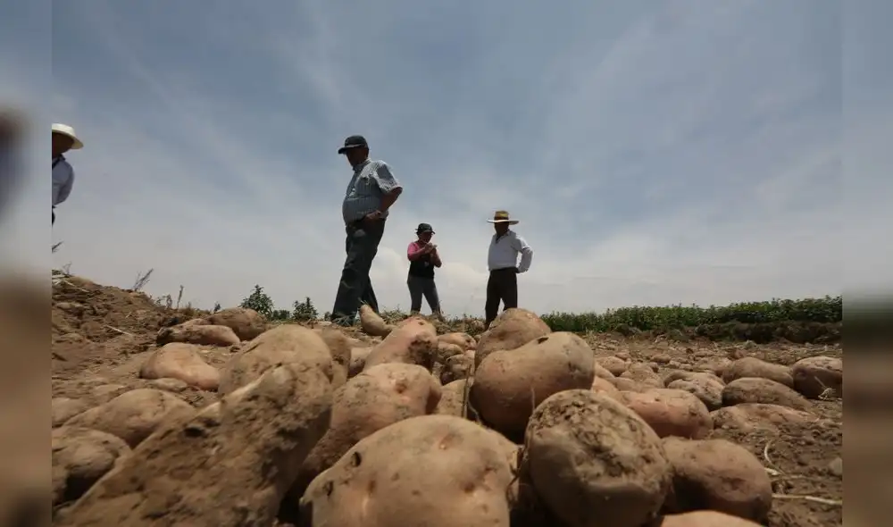 Agricultura familiar representa 97% del sector