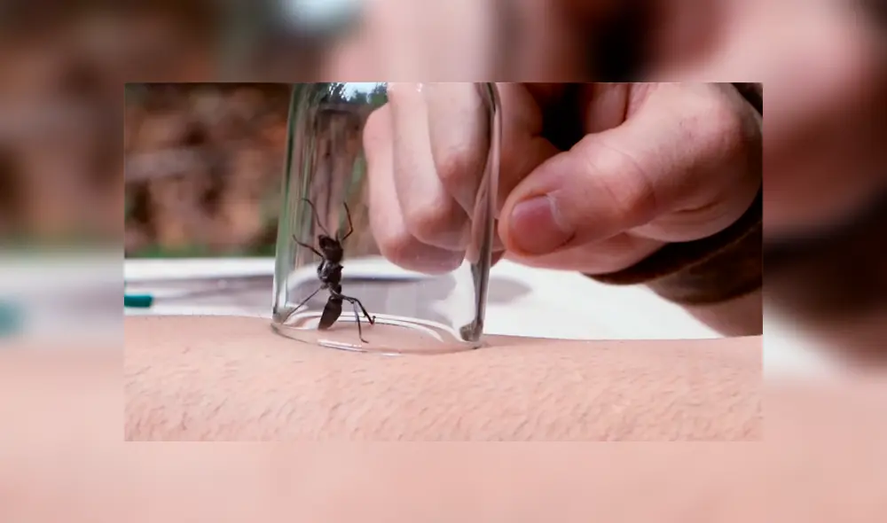 Un video muestra al famoso 'Coyote' Peterson siendo picado por una gigantesca hormiga bala. Un video muestra al famoso 'Coyote' Peterson siendo picado por una gigantesca hormiga bala.