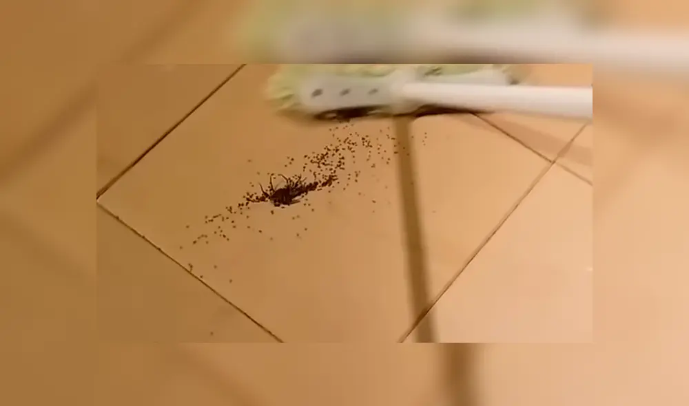 YouTube viral: encuentra araña con miles de sus crías, la mata y ocurre esto [VIDEO]