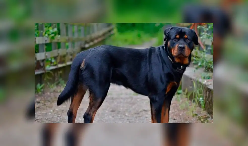 Cámara registra el brutal ataque que sufrió un hombre de un perro Rottweiller en plena vía pública [VIDEO]