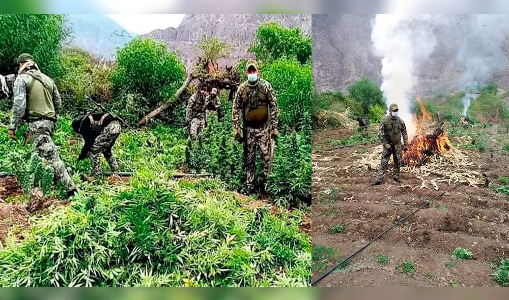 Con conocimiento del Ministerio Público los agentes extrajeron e incineraron los plantones. Foto: Facebook Impacto Policial.