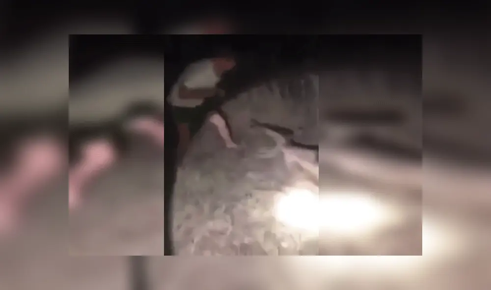 Se graba golpeando salvajemente a canguro tirado en el suelo y lo comparte en redes Se graba golpeando salvajemente a canguro tirado en el suelo y lo comparte en redes