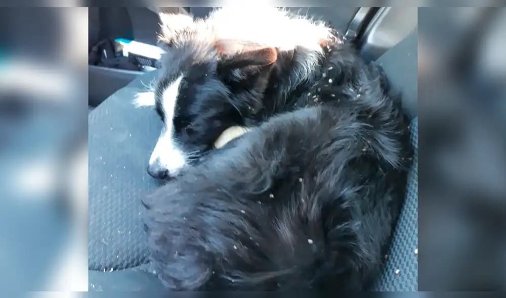 Los King se quedaron en el pueblo por casi dos meses y se compraron gafas de visión nocturna para hallar a su mascota. Foto: captura Los King se quedaron en el pueblo por casi dos meses y se compraron gafas de visión nocturna para hallar a su mascota. Foto: captura