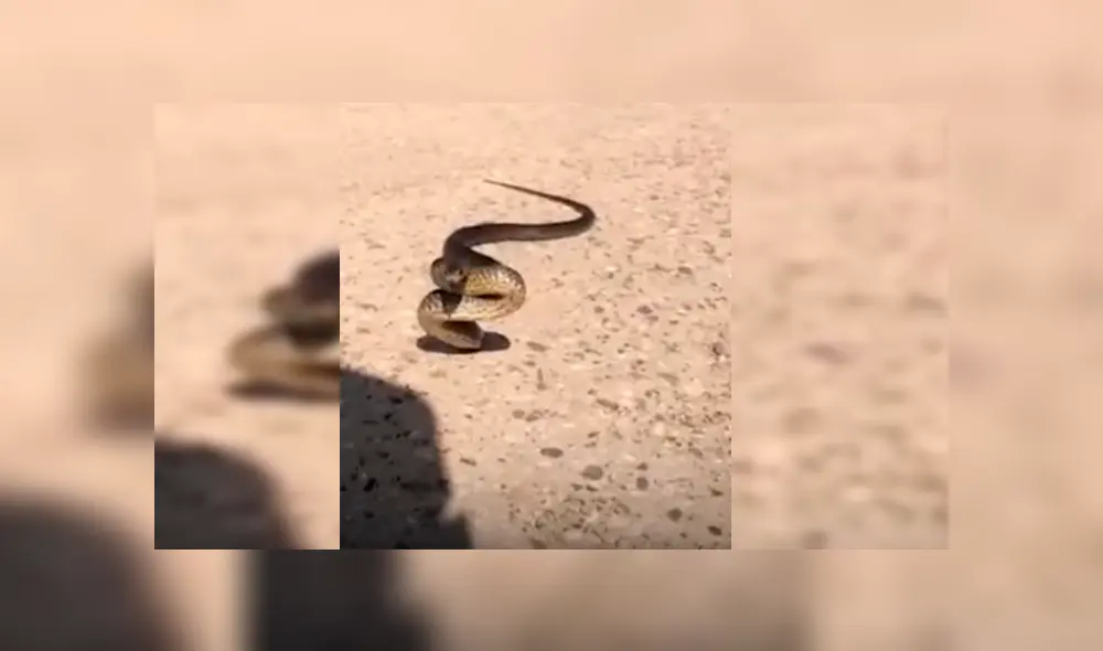 El hombre interactuó con la serpiente por más de un minuto mientras explicaba la razón por la que suelen atacar a los humanos El hombre interactuó con la serpiente por más de un minuto mientras explicaba la razón por la que suelen atacar a los humanos