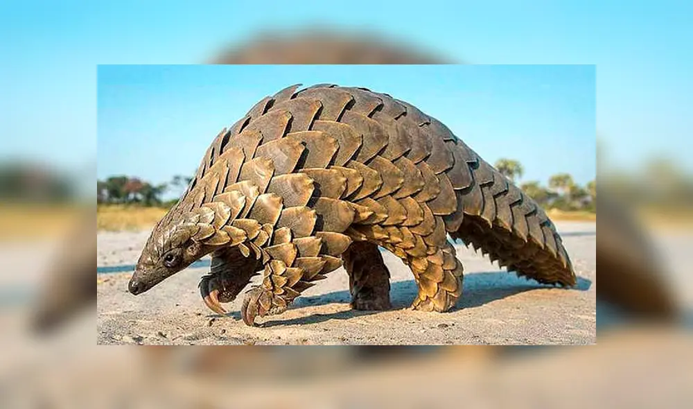 Captan la cruel e inhumana caza del pangolín, el ‘mamífero más traficado del mundo’ [FOTOS] 