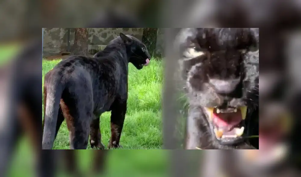 Desliza hacia la izquierda para ver las imágenes del viral de YouTube. Foto: Captura.