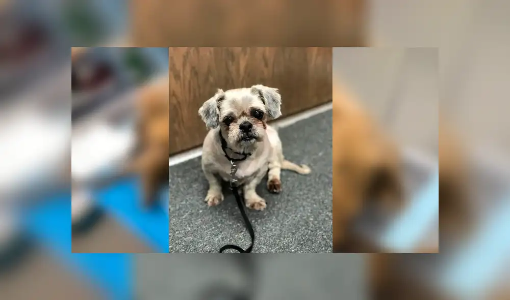 Desliza para ver el aspecto de este perro que conmovió a Facebook. Foto: Captura. Desliza para ver el aspecto de este perro que conmovió a Facebook. Foto: Captura.