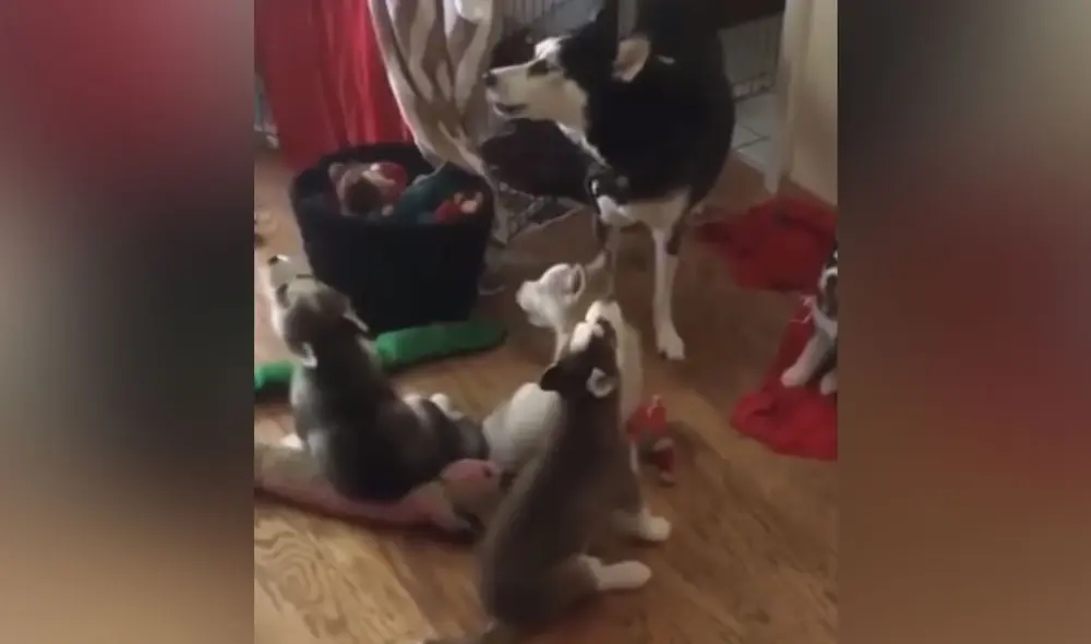 Desliza las imágenes para ver más sobre esta conmovedora escena entre un perro y sus cachorros. (Foto: captura / Facebook / Clarín)