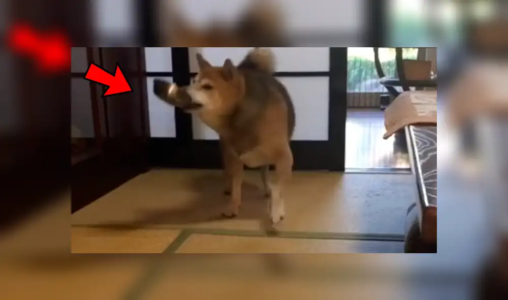 Facebook viral: perro reacciona con violencia porque sus amor no servían sus alimentos [VIDEO]
