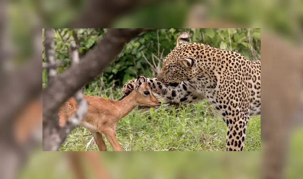 Desliza para ver el desenlace de esta publicación que se viralizó en Facebook. Foto: Daily Mail.