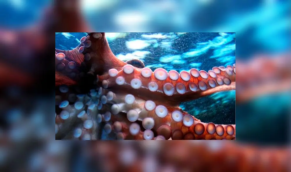 Twitter: Impresionante fotografía muestra a pulpo "montando" a un delfín