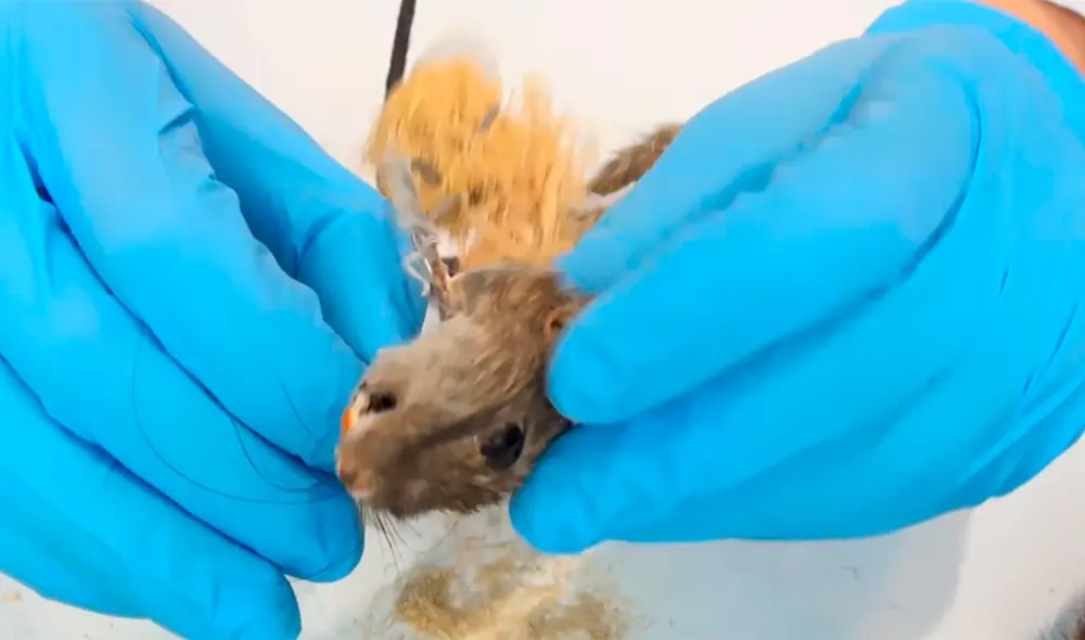 El youtuber del canal 'Curiosidades con Mike' examinó por dentro a una rata disecada. El youtuber del canal 'Curiosidades con Mike' examinó por dentro a una rata disecada.