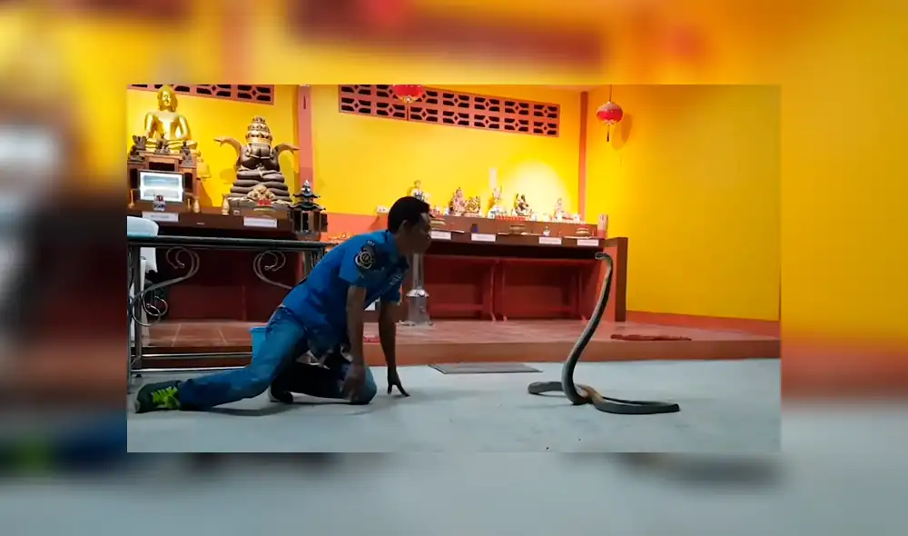 Chico hipnotiza a venenosa cobra para besarla y sucede lo inesperado [VIDEO] 