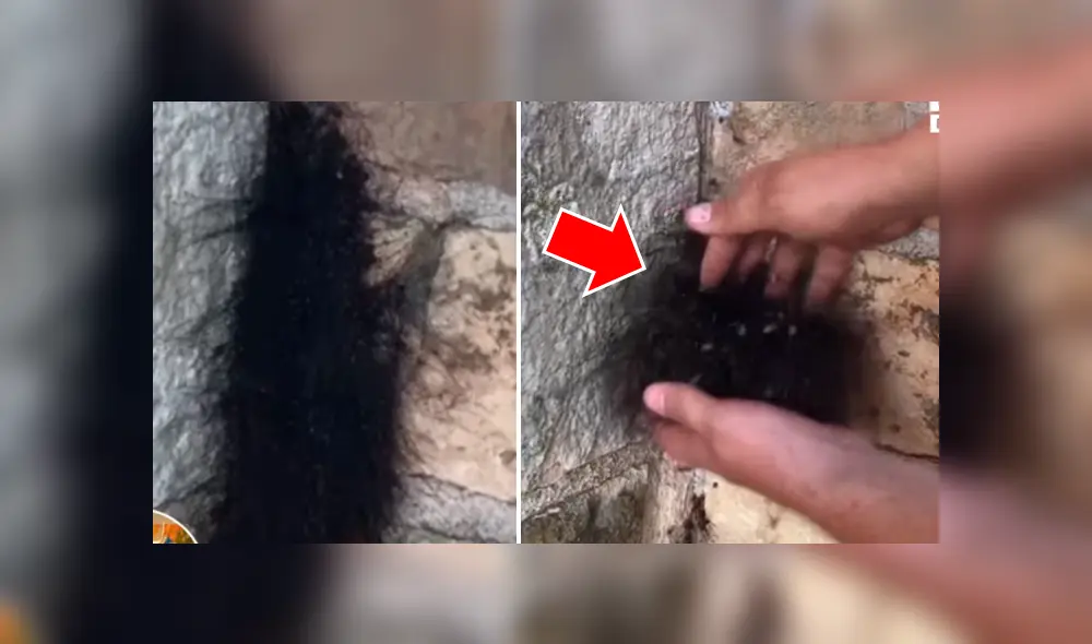 El video viral de YouTube muestra una extraña bola de pelos, un joven se acerca y descubre el misterio.