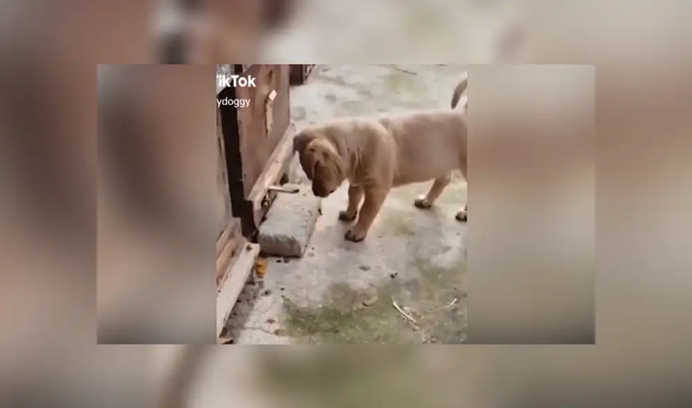 A través de TikTok se hizo viral el momento en que un curioso perro recibe picaduras de varias abejas tras acercarse a un panal.