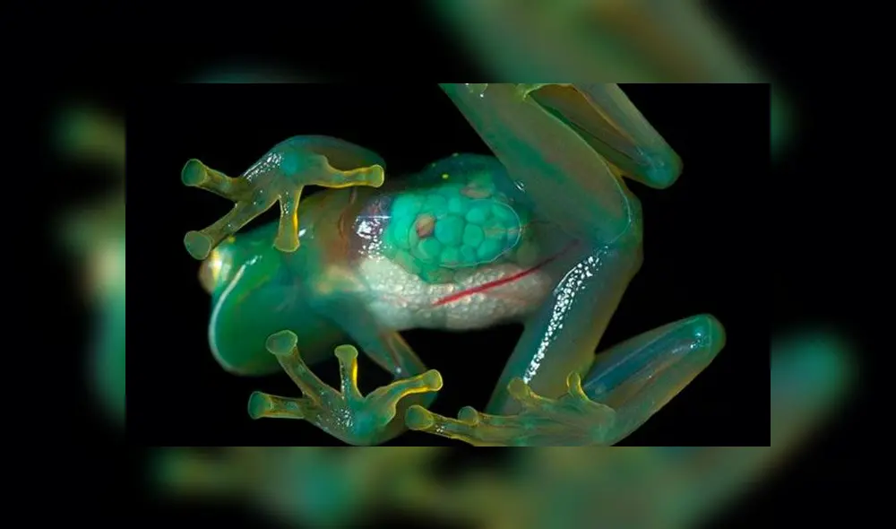 Rana de cristal Rana de cristal